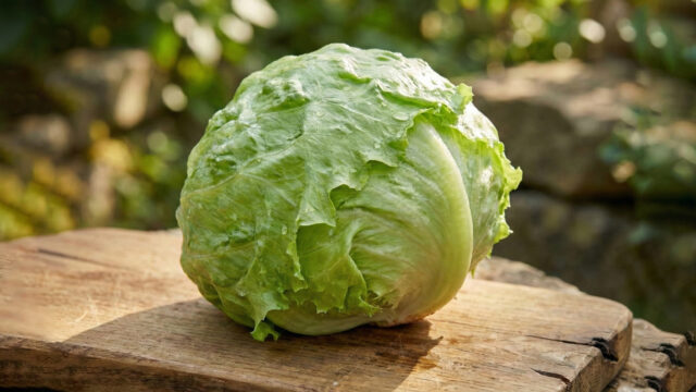 lechuga