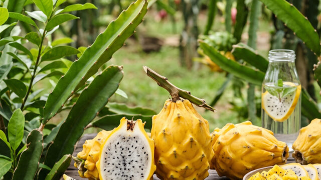 pitahaya_ma_belen_f