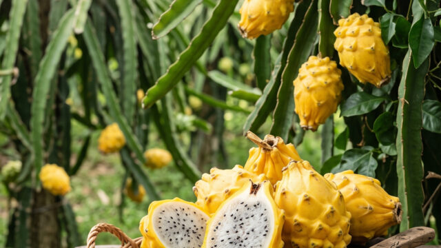 pitahaya_palora_aso_f