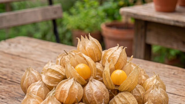 uvilla_capuchon_f